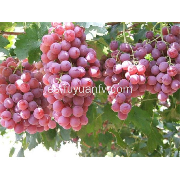 nuevas uvas rojas frescas